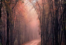 小月月的天涯社区之旅